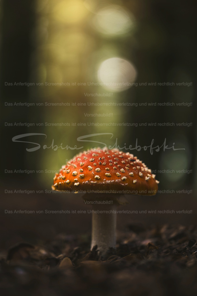 Fliegenpilz_15.11.2022_DSCF6308 | Exklusive Naturfotografie für stilvolle Wanddekoration ★ Premium Wandbilder Made in Germany ✔️ FineArt Drucke & Downloads ✔️ Brillante Farben, höchste Qualität & weltweiter Versand ✔️ - Realisiert mit Pictrs.com