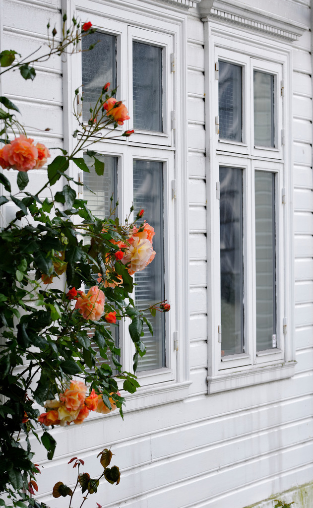 Rosenstrauch an Hauswand | Bergen, Norwegen - July 14, 2011: Rosenstrauch an Hauswand. - Realisiert mit Pictrs.com