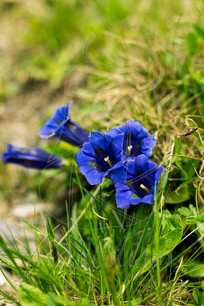 Enzian | Bei Veröffentlichung des Bildes ist eine Namensnennung wie folgt erforderlich: Foto: Mostdirn Irmgard Wieser - Realisiert mit Pictrs.com