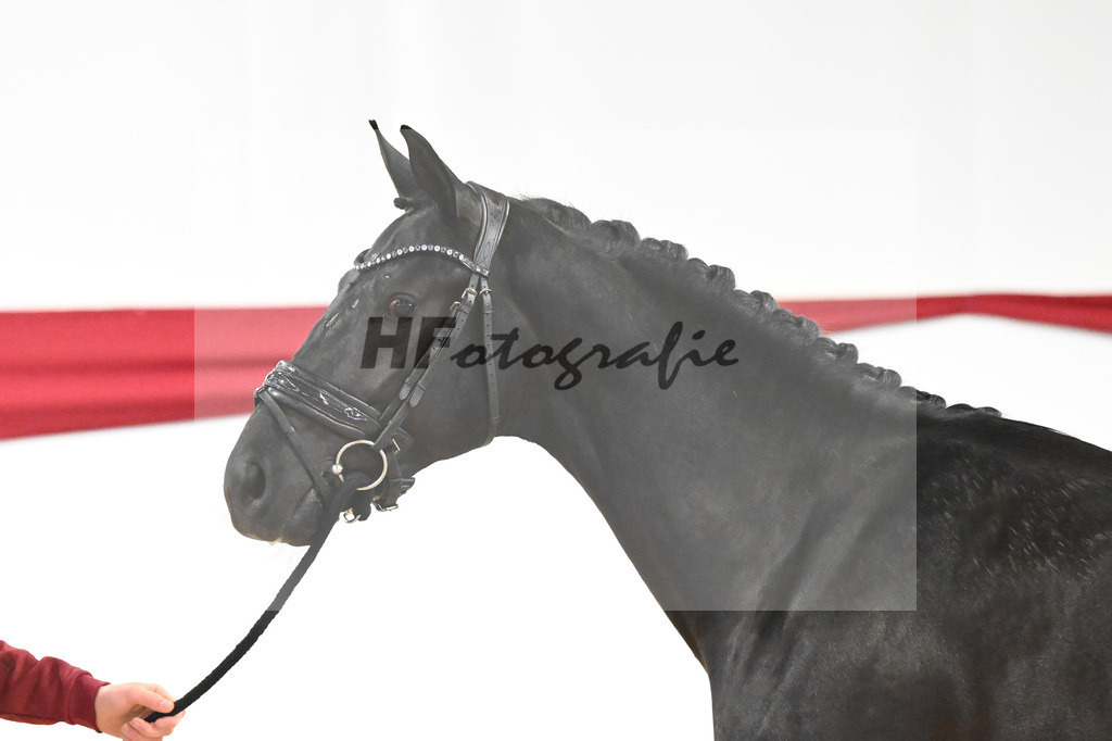 Kat-Nr. 12 v. Toto jr._Stal Brinkman_63220413 | hf-fotografie - Realizzato con Pictrs.com