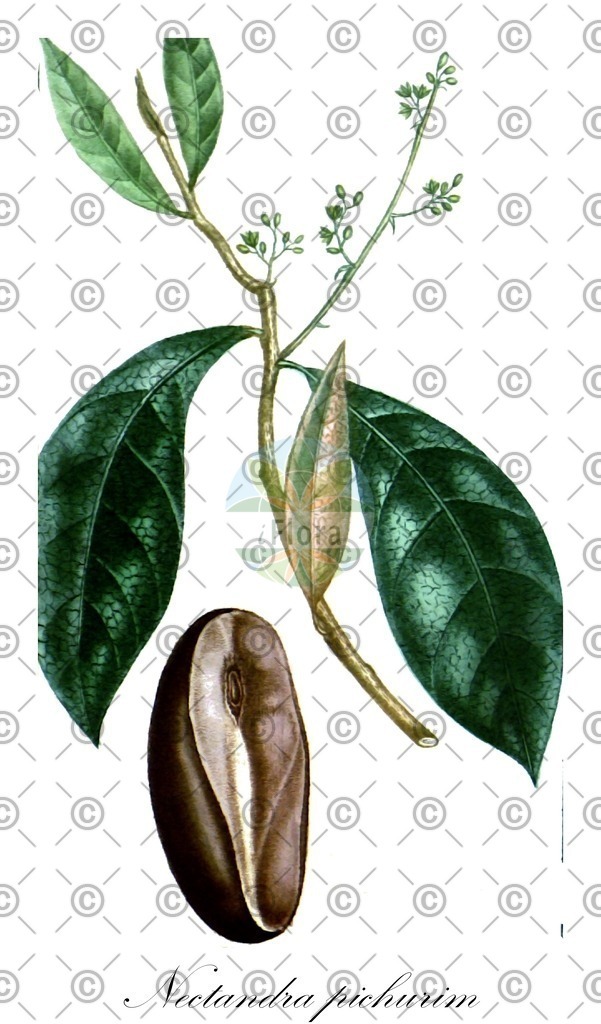 HistAbb_wfo-0001073421_1_ENZY_Simple | Historische Abbildung von Nectandra pichurim - Lauraceae | Historical Illustration of Nectandra pichurim - Lauraceae