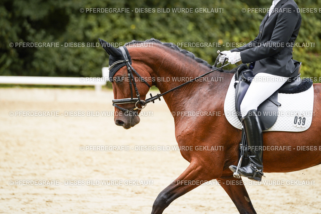 DSC09486 | Pferdegrafie