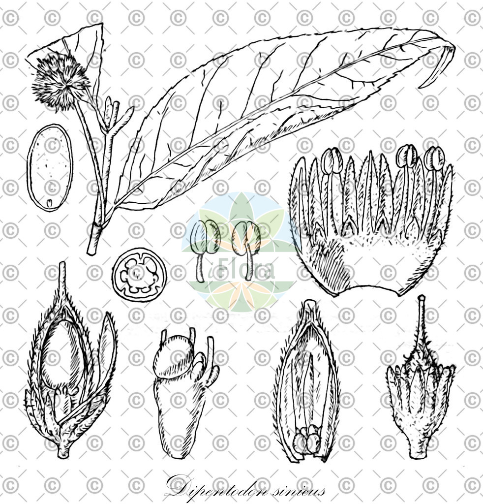 HistAbb_wfo-0001164580_1_ENZY_Simple | Historische Abbildung von Dipentodon sinicus - Dipentodontaceae | Historical Illustration of Dipentodon sinicus - Dipentodontaceae