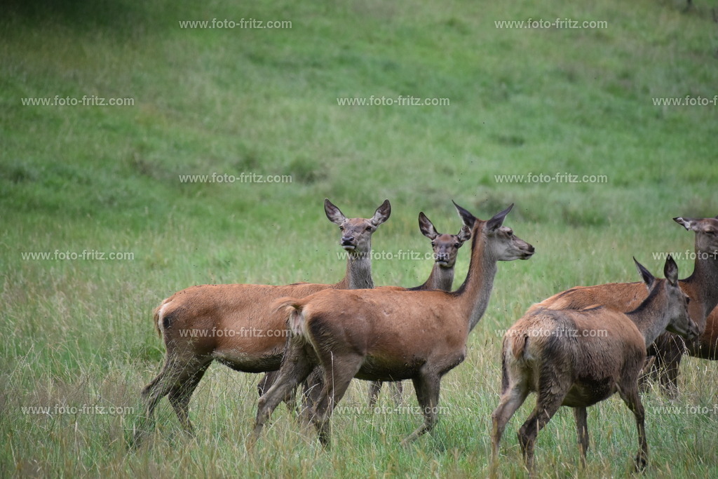 JUN_8619 | www.foto-fritz.com - Realisiert mit Pictrs.com