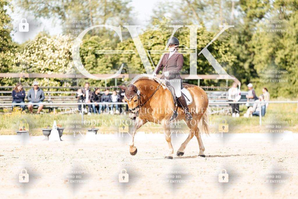 CK900213 | Turnierfotografie Pferdefotografie Trier Rheinland-Pfalz Pferdesport Reitsport Tierfotografie Sportfotografie Pferdevideo Pferdevideografie Equestrianvideography equestrianphotography  - Realisiert mit Pictrs.com