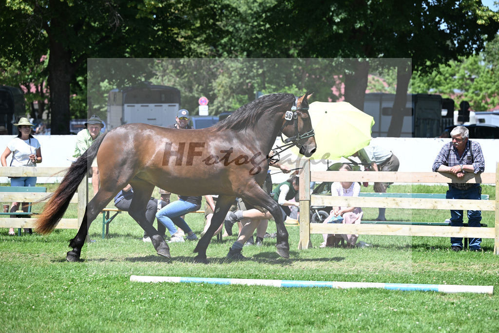 Kat-Nr. 56 Endura v. Nussini II_Ammersinn_18250983 | hf-fotografie - Realizzato con Pictrs.com