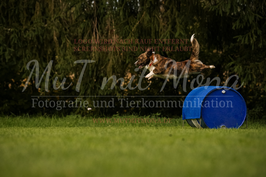 20251005_THS_Turnier-662 | MuT (Mensch und Tier) mit Mona - Fotografie und Tierkommunikation - Realisiert mit Pictrs.com