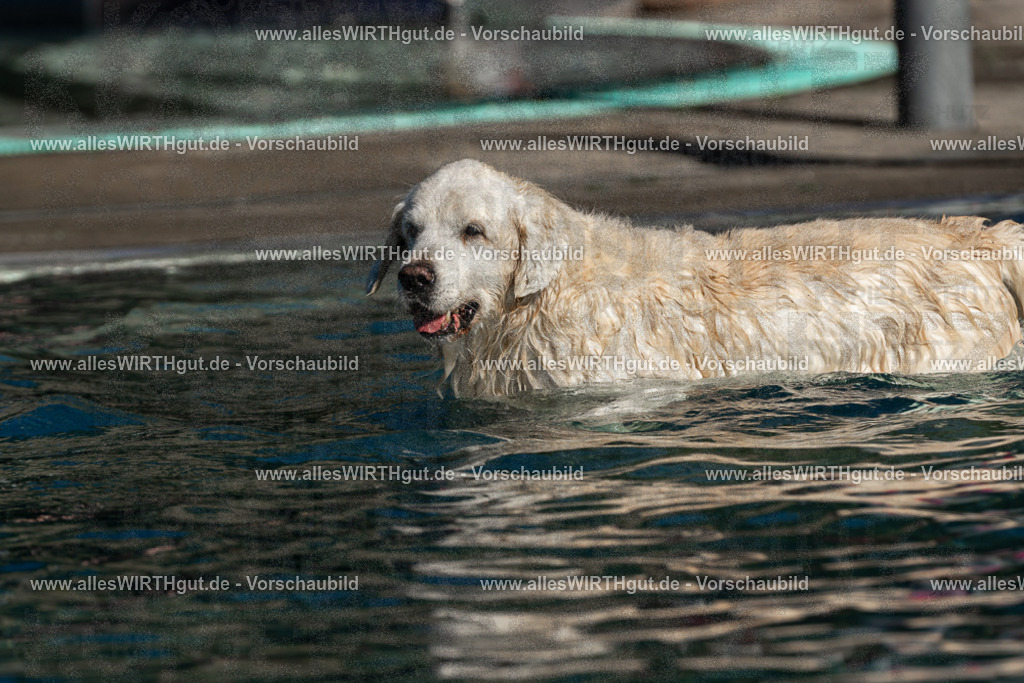 Hundeschwimmen_Volksbad_2026-allesWIRTHgut_Tierfotografie-2609061103-FAY06112 | Professionelle Tierfotografie in Mönchengladbach von Daniel Wirth (allesWIRTHgut). Liebevolle & natürliche Bilder von Hunden & Katzen für unvergessliche Erinnerungen.
