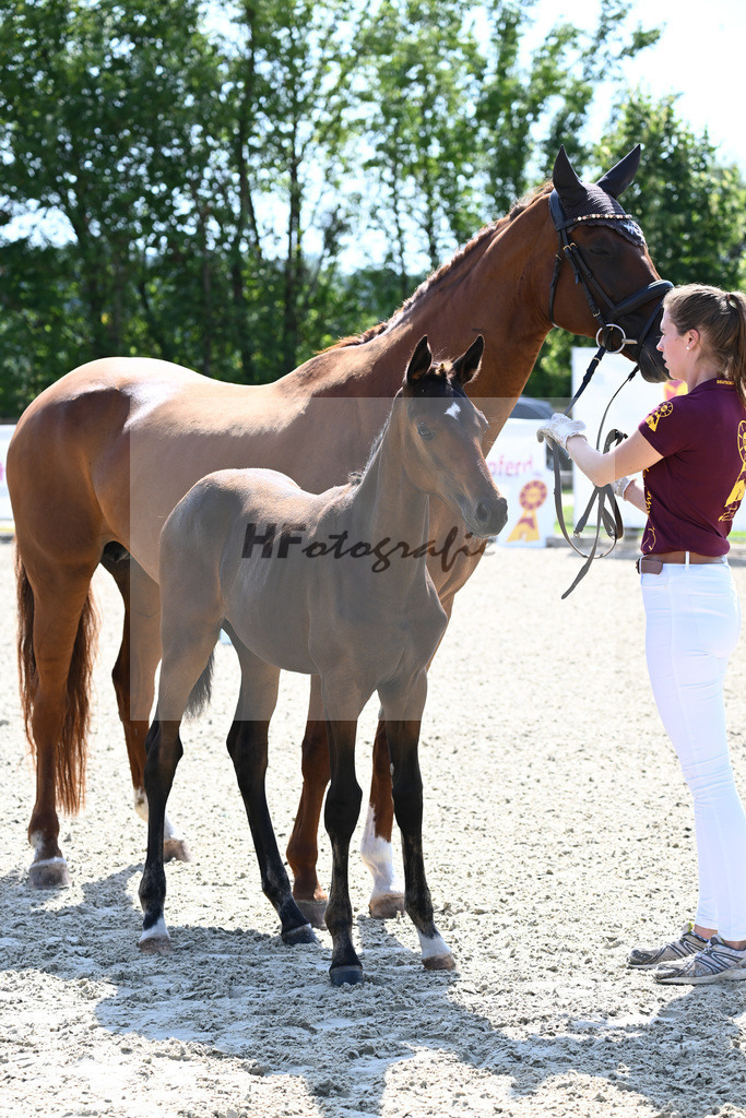 Kat-Nr. 42 SF Zuperman x Un Amore_Apfelbeck_28230770 | hf-fotografie - Realisiert mit Pictrs.com