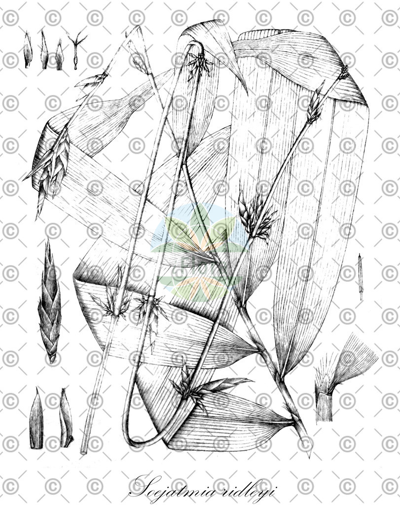 HistAbb_wfo-0001025606_1_ENZY_Simple | Historische Abbildung von Soejatmia ridleyi - Poaceae | Historical Illustration of Soejatmia ridleyi - Poaceae