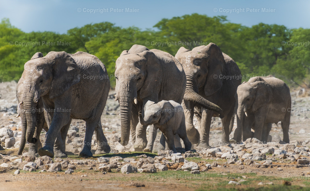 Etosha_Nationalpark_Namibia-565-Bearbeitet | piet_flosse