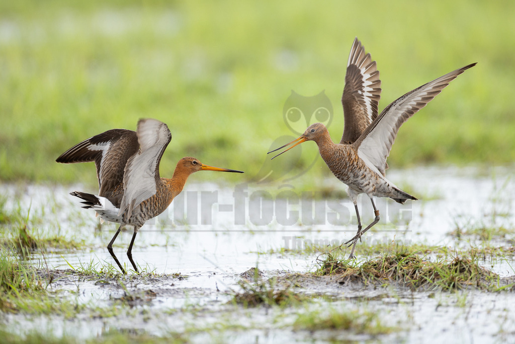 R5NF0573_20240406-2 | Die Uferschnepfe ist ein langbeiniger, großer und schlanker Schnepfenvogel. Ihr langer Hals und der lange, gerade Schabel sind weitere besondere Merkmale. Bei uns brütet sie vor allem in Norddeutschland in Feuchtwiesen und Niedermooren. Der europäische Verbreitungsschwerpunkt liegt vor allem in Nordosteuropa, an den Küsten der Nordsee und in Island. - Realisiert mit Pictrs.com