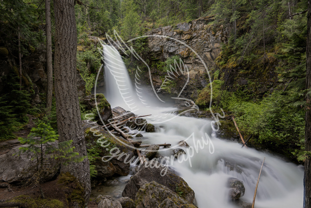 forest flow - canada | Authentische Landschafts- & Wildtierfotografie aus der Schweiz. Hochwertige Wandbilder, Fine-Art-Prints und Wunschmotive nach Auftrag – sorgfältig entwickelt im Grumagraphy-Style
