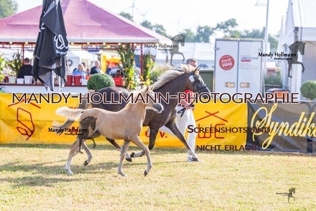 26-8-21 LTN SF Welsh-62 | mandyhollmannphotographie