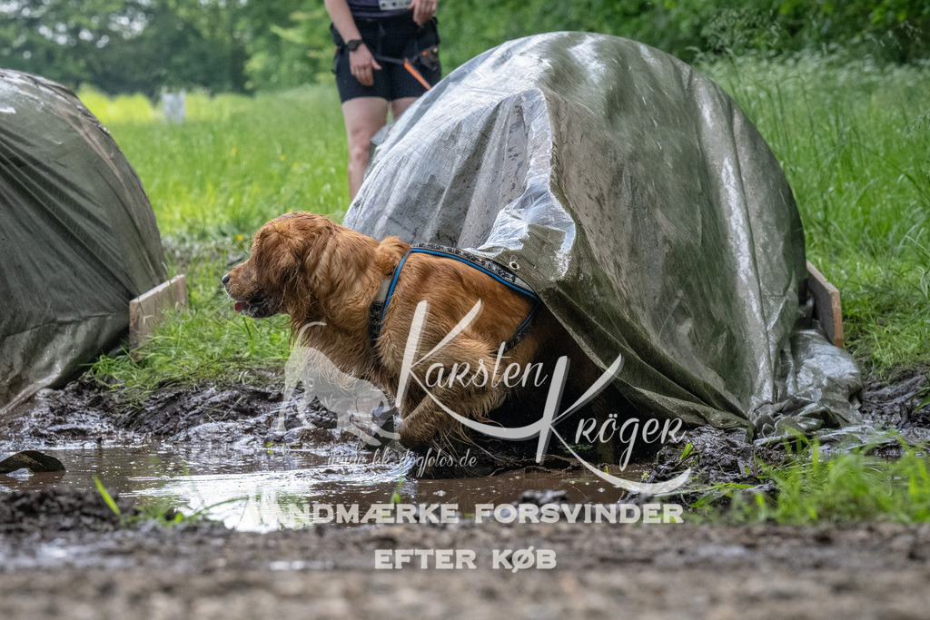 1145_ZZ94327 | kk-dogfotos