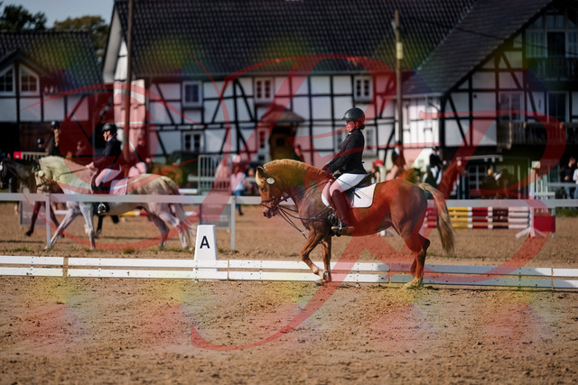 2026_10_03_Siefer-Hof_122122_Z63_44826738 | Professionelle Reitsport-, Turnier- und Eventfotografie von Robert Broda. Galerien mit ausgewählten und bearbeiteten Bildern direkt online ansehen und bestellen.
