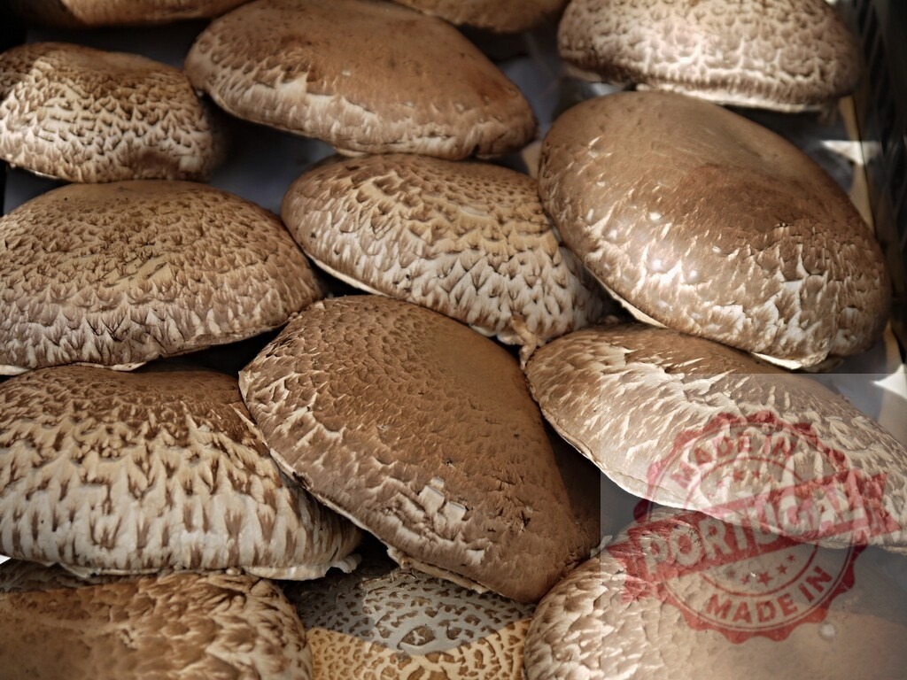 Fresh portobello mushrooms showing earthy brown texture | Large raw portobello mushrooms filling the frame, creating a rustic background - Realized with Pictrs.com