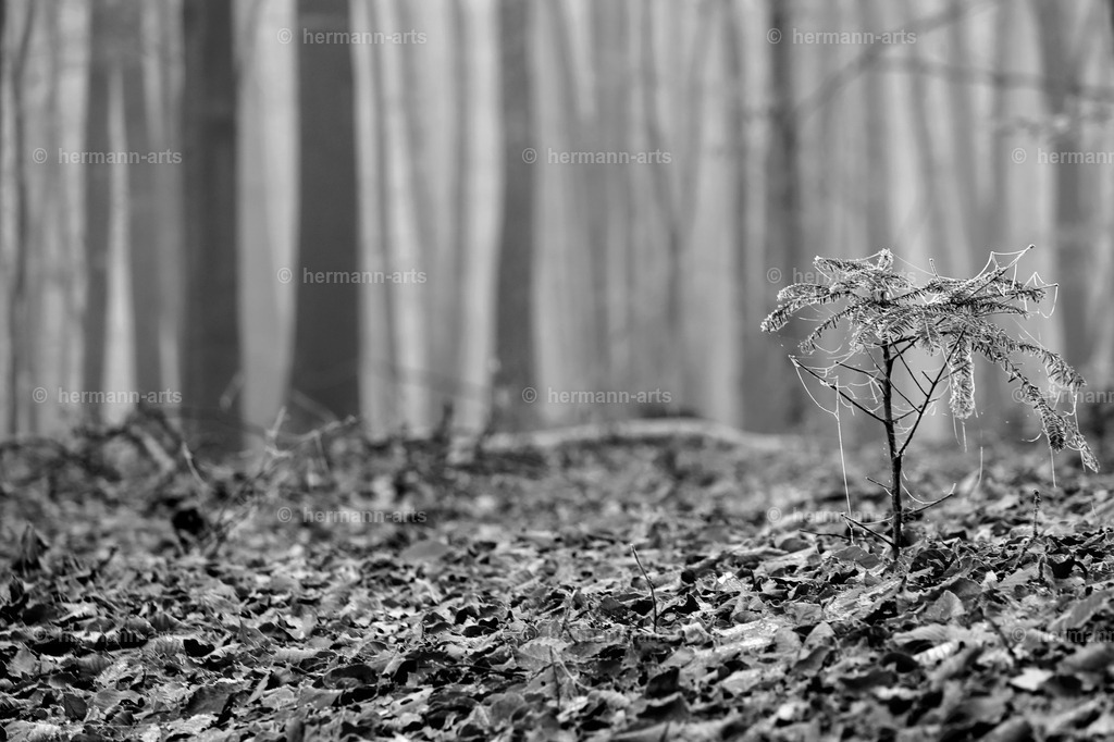 Trees_fine_Art_0016 | Photo Foto Kunst Art schwarzweiss Bilder Rheine Münster Berlin Blumen 