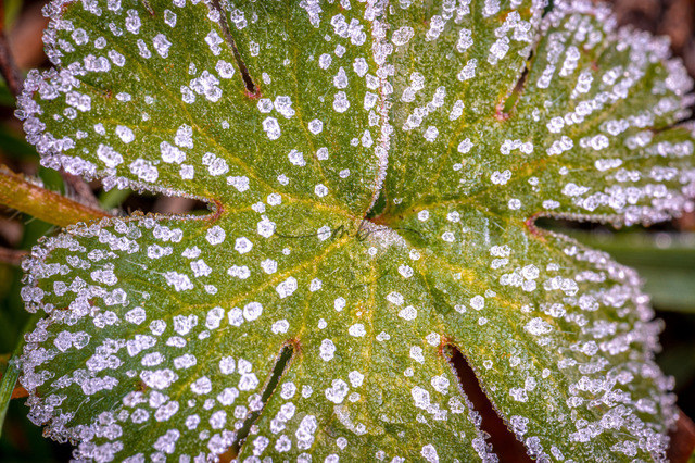 Grünes Blatt mit Eiskristallen | Professionelle Natur- & Landschaftsfotos als Poster, auf Leinwand & viele mehr. Wähle aus einer Vielzahl an Formaten & Materialien Dein perfektes Bild. - Realisiert mit Pictrs.com
