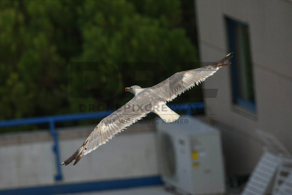 Yellow-legged Gull (Larus michahellis) | Yellow-legged Gull (Larus michahellis), a large gull species commonly found along Mediterranean coasts, rocky shorelines, harbours and coastal areas. - Realisiert mit Pictrs.com