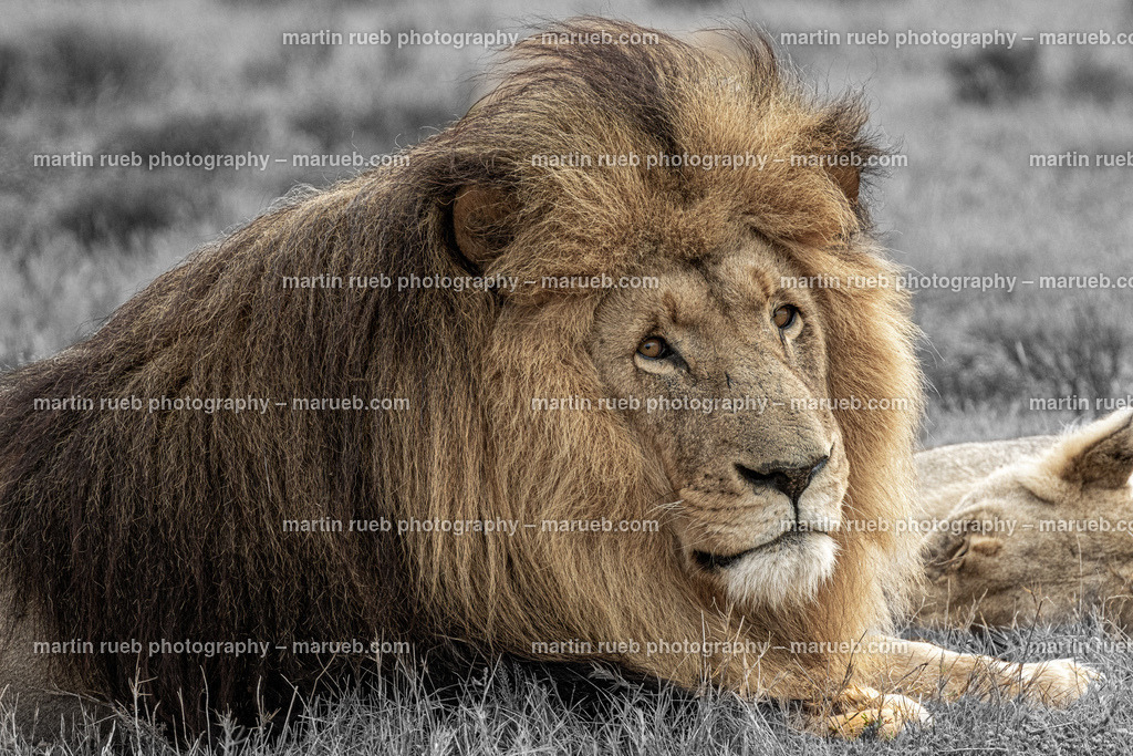 Relaxing couple | Lion couple relaxes - Realisiert mit Pictrs.com