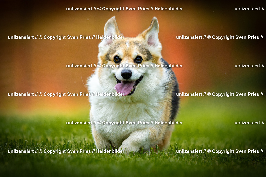 Sven Pries | 2025-09-21 - Hunderennen Baden-Oos - Realisiert mit Pictrs.com