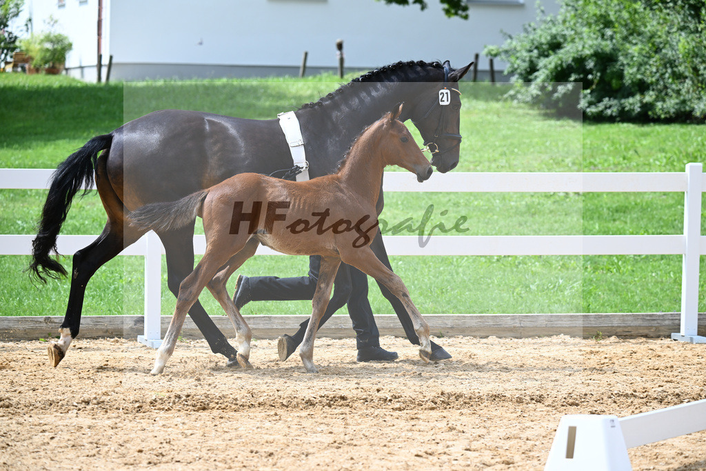 Kat-Nr. 21 Valenziano x Bailando_HLG Schwaiganger_27140676 | hf-fotografie - Realisiert mit Pictrs.com