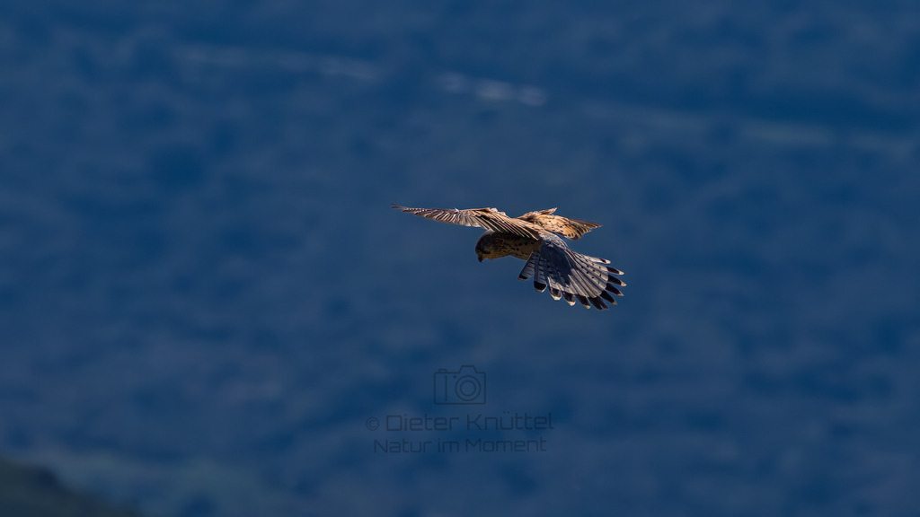 P1612748-Verbessert-RR-Bearbeitet-2023-LR | Natur im Moment - Realisiert mit Pictrs.com