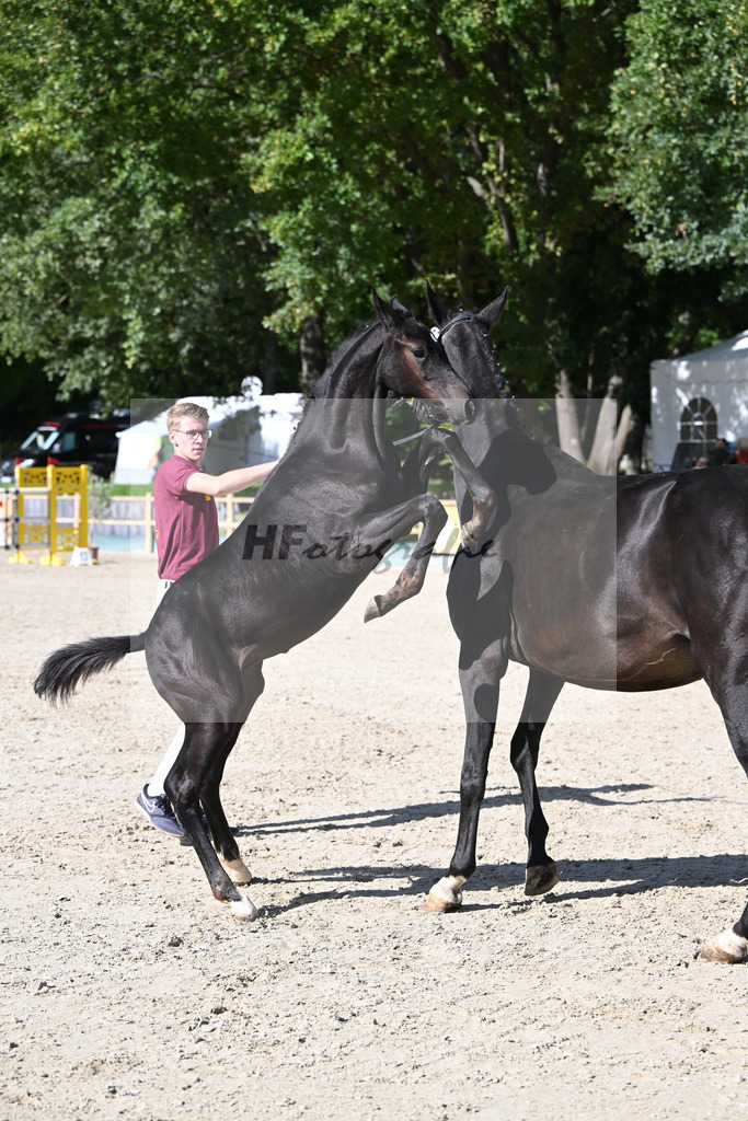 Fohlenauktion Next Chance_49220228 | hf-fotografie - Realisiert mit Pictrs.com
