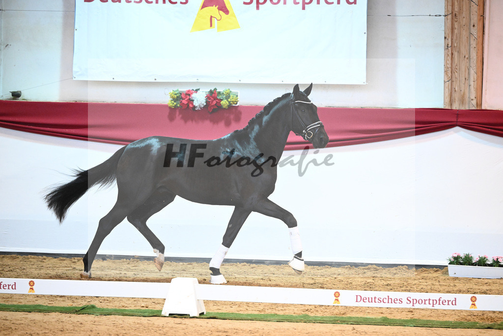 Kat-Nr. 3 Bellany x Florestan I_Schulze-Averdiek_43231667 | hf-fotografie - Realisiert mit Pictrs.com