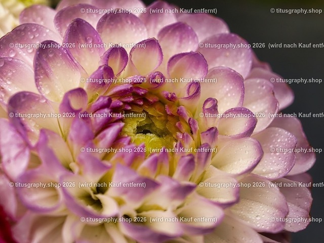 titusgraphy_P6221418-vz-ln_pe | OLYMPUS DIGITAL CAMERA - Realisiert mit Pictrs.com