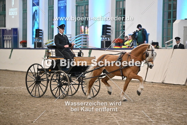 Neustart_974_5343 | Björn Schroeder Pferdefotografie