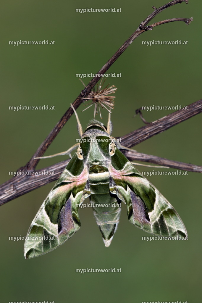 Oleanderschwärmer-103 | Das Bilderarchiv über Tiere, Planzen und Landschaften. In der Bilddatenbank finden Sie ein große Auswahl an hochwertigen Bilder für Ihre Werbung - Realisiert mit Pictrs.com