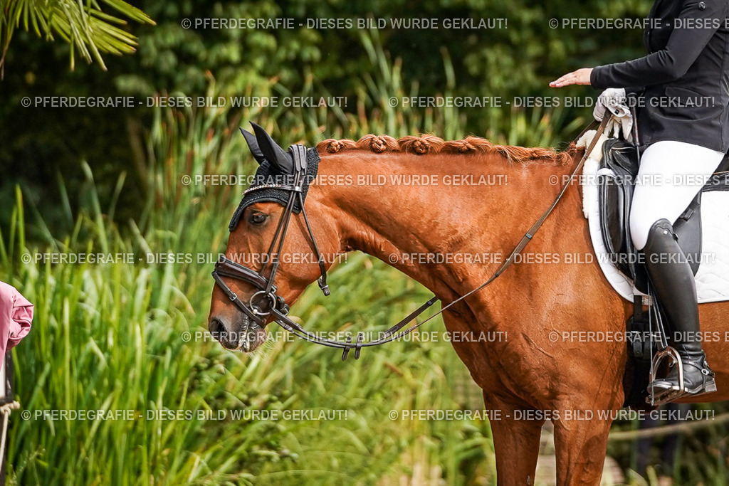 DSC01438 | Pferdegrafie