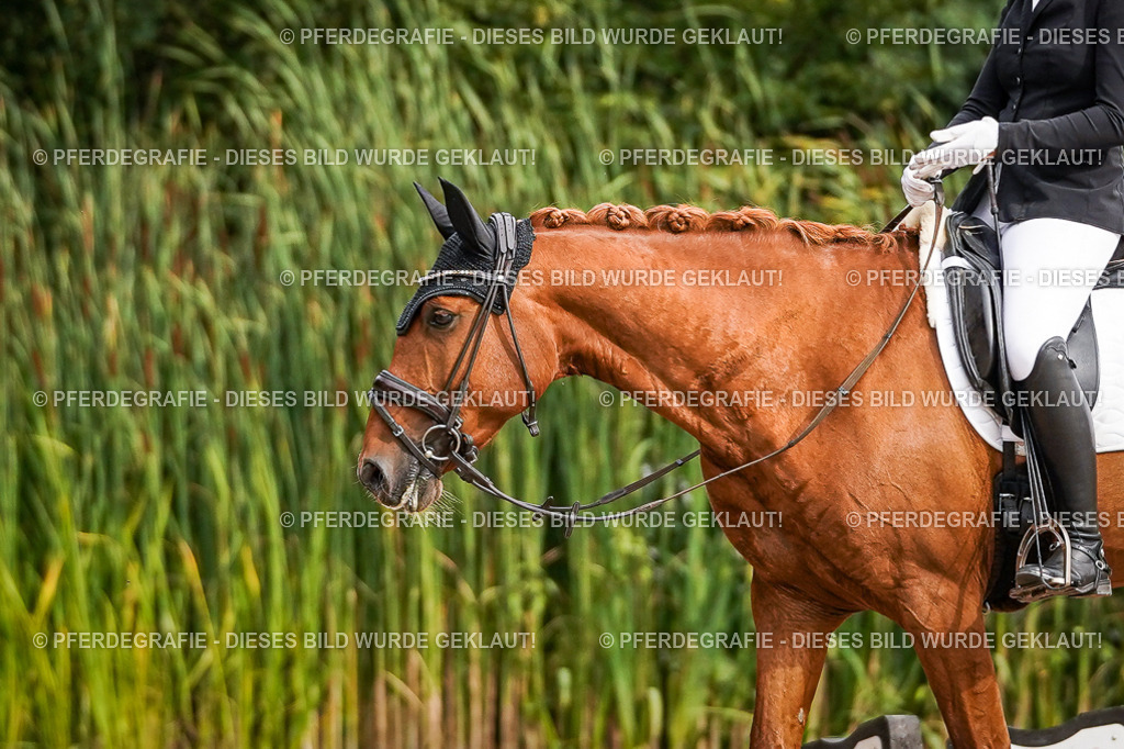 DSC01437 | Pferdegrafie