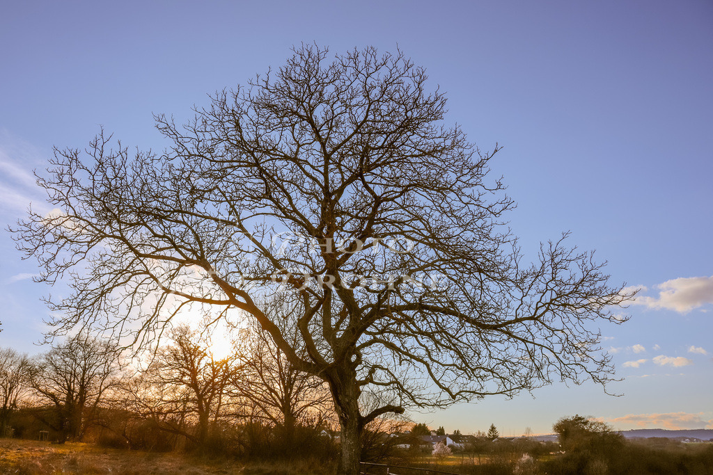 IMG_5777 | Baum ohne Blätter im Abendlicht - Realisiert mit Pictrs.com