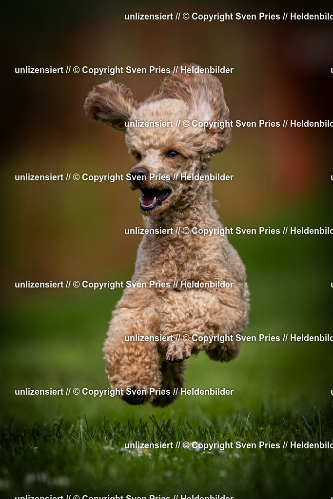 Sven Pries | 2025-04-13 - Hunderennen Baden-Baden - Realisiert mit Pictrs.com