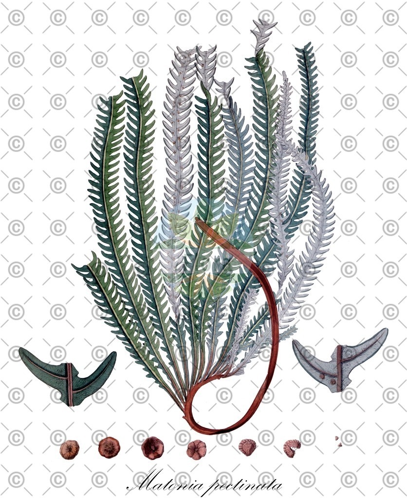 HistAbb_wfo-1000023593_1_ENZY_Simple | Historische Abbildung von Matonia pectinata - Matoniaceae | Historical Illustration of Matonia pectinata - Matoniaceae