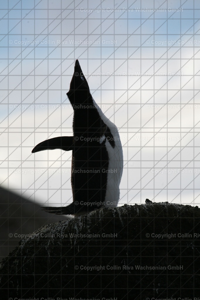 IMG_9942 | Antarktis / Antarctica - Realisiert mit Pictrs.com