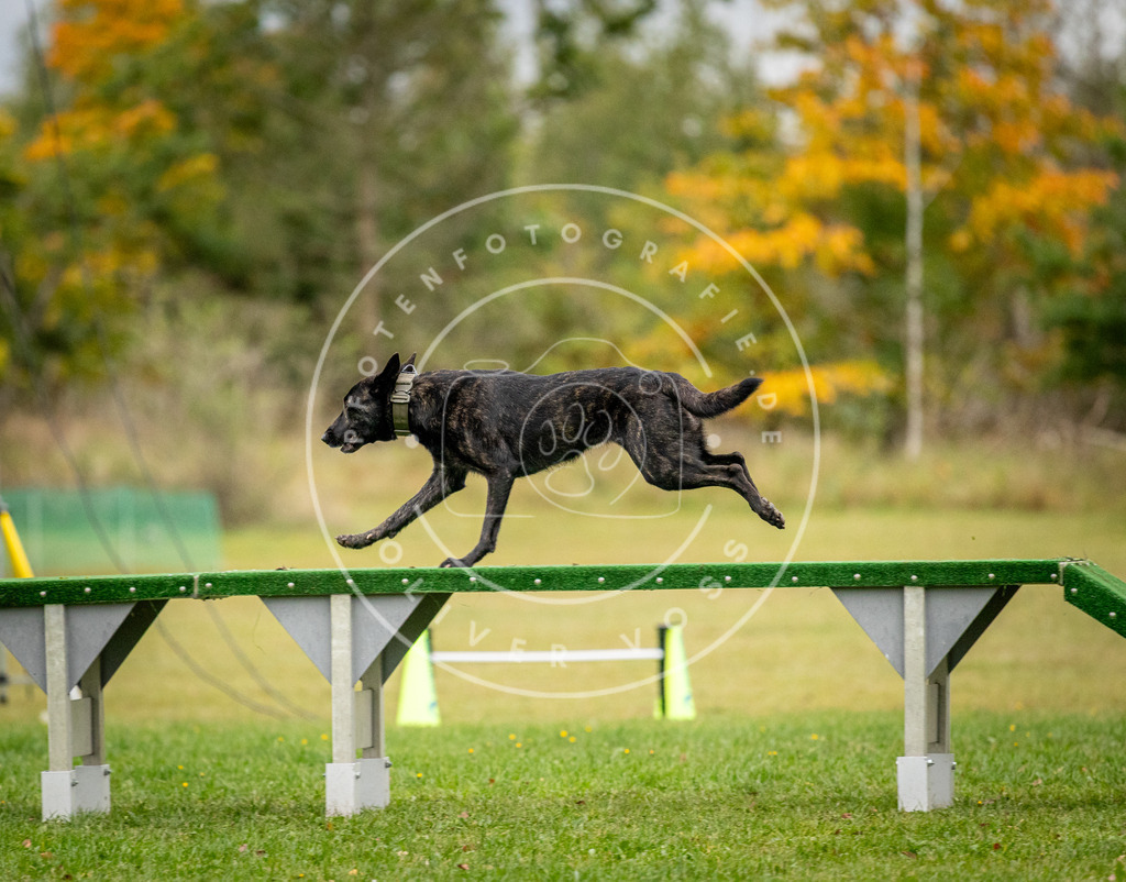 Pfotenfotografie_DV3A0620 | Hundefotografie, Tierfotograf, Pfotenfotografie, Fotoshooting Hund, Hunde Portrait, Hundesport, Hundeportraits, Heideshooting, Hunde, Sportfotograf, Hundefotograf, Turnierhundsport, THS,  - Realisiert mit Pictrs.com