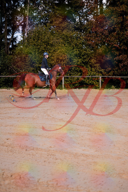 2026_10_03_Siefer-Hof_145628_Z81_37635840 | Professionelle Reitsport-, Turnier- und Eventfotografie von Robert Broda. Galerien mit ausgewählten und bearbeiteten Bildern direkt online ansehen und bestellen.