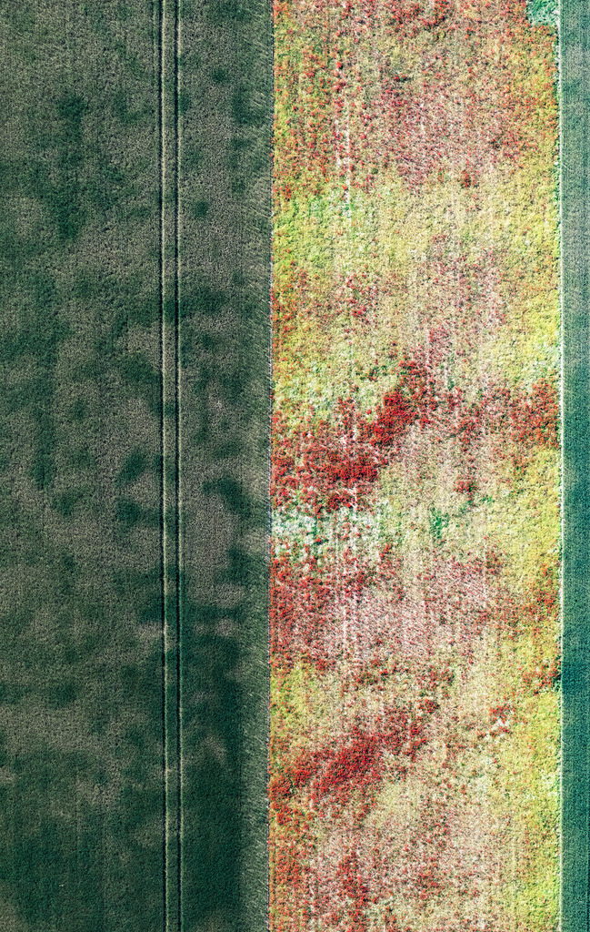 dr__0067344.jpg | ERLENBACH BEI KANDEL 17.06.2021 Senkrecht- Luftbild aus der Satelliten- Perspektive vom Feld- Landschaft rot blühender Mohn- Blüten in Erlenbach bei Kandel im Bundesland Rheinland-Pfalz, Deutschland. // Vertical aerial view from the satellite perspective of the field landscape of red blooming poppy flowers in Erlenbach bei Kandel in the state Rhineland-Palatinate, Germany. Foto: Daniel Reiter