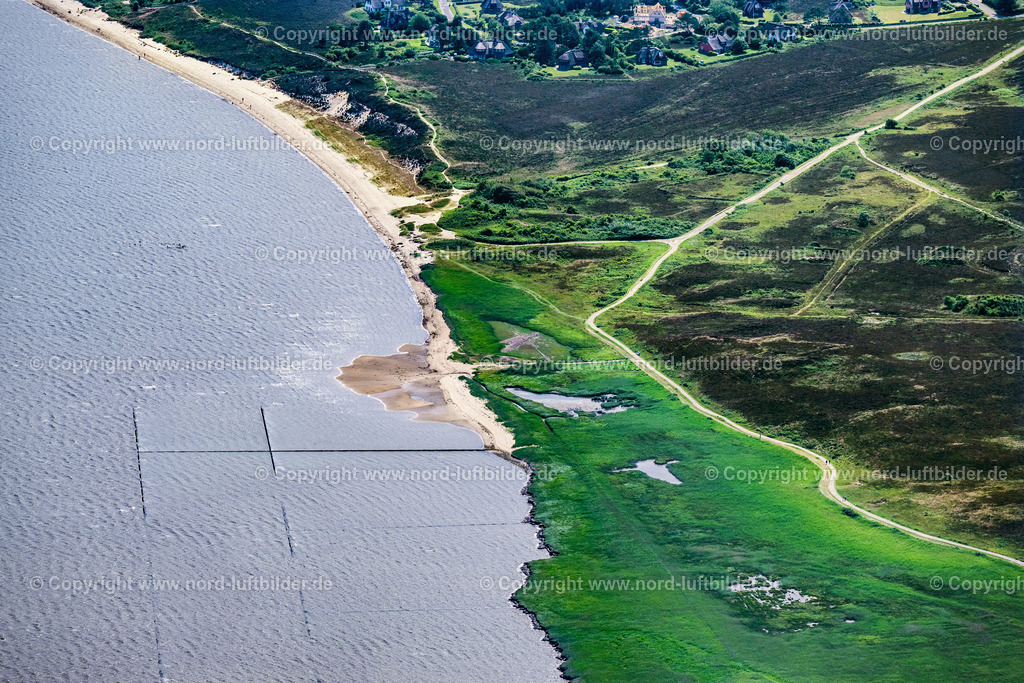 Sylt_Kampen_Wattseite_ELS_5256130625 | KAMPEN (SYLT) 21.06.2025 Heidelandschaft an der Wattenmeerseite in Kampen (Sylt) im Bundesland Schleswig-Holstein, Deutschland. // Heathland on the Wadden Sea side in Kampen (Sylt) in the federal state of Schleswig-Holstein, Germany. Foto: Martin Elsen