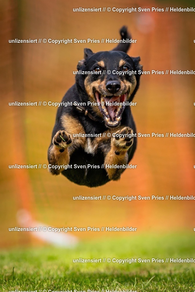 Sven Pries | 2024-09-22 - Hunderennen Baden-BadenPudelverein - Realisiert mit Pictrs.com