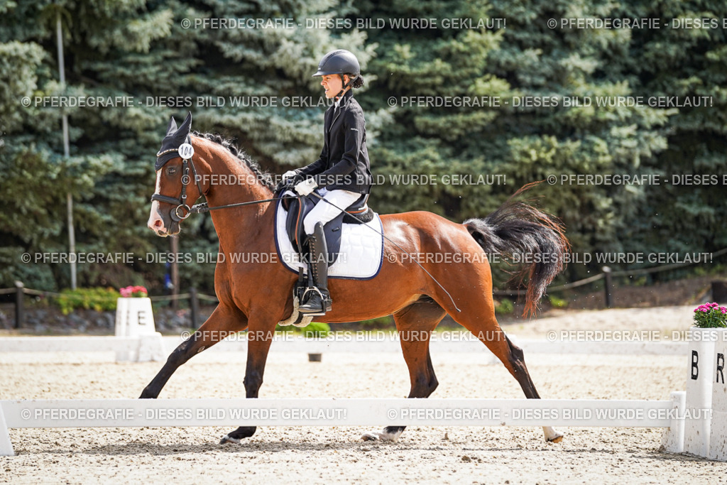 DSC08848 | Pferdegrafie