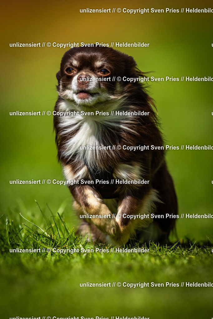 Sven Pries | 2025-04-13 - Hunderennen Baden-Baden - Realisiert mit Pictrs.com