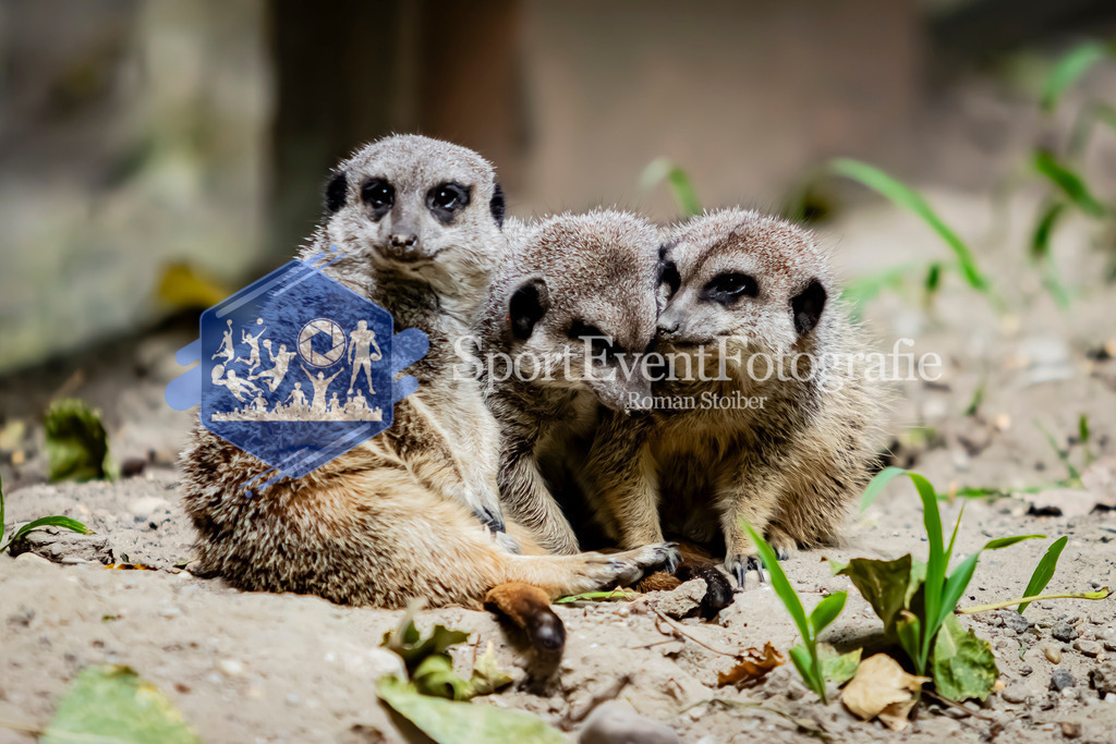 IMG_2866 | SportEventFotografie - Roman Stoiber