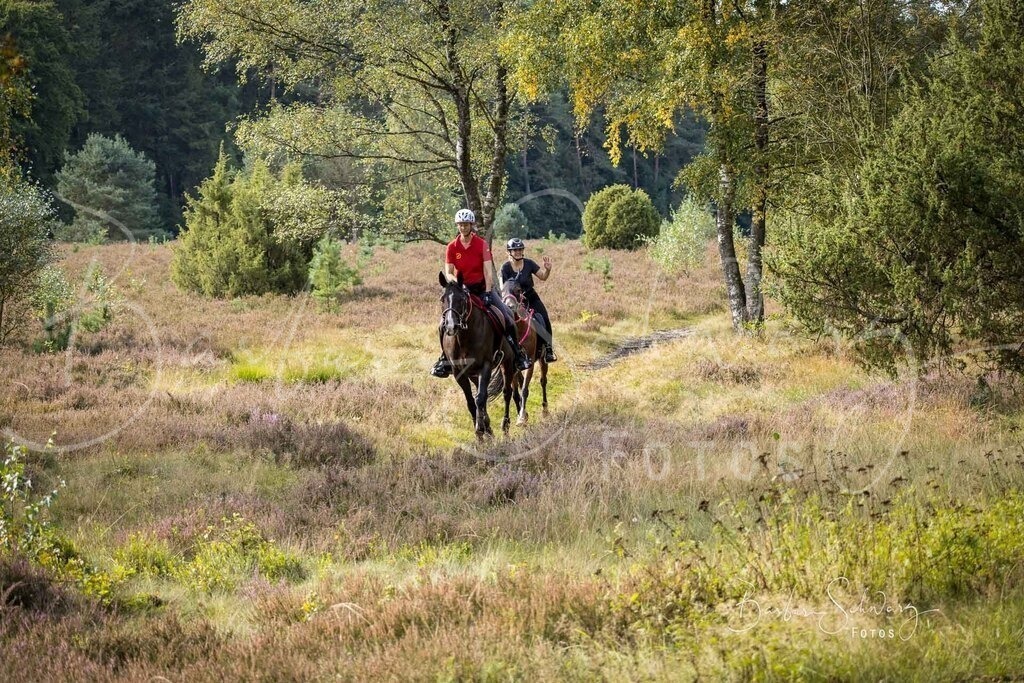 DdLH-WehlenerHeide_2025-09-20_39 | Fotografie, Veranstaltungs-Fotografie, Pferde-Fotografie, Landschafts-Fotografie, Reise-Fotografie - Realisiert mit Pictrs.com