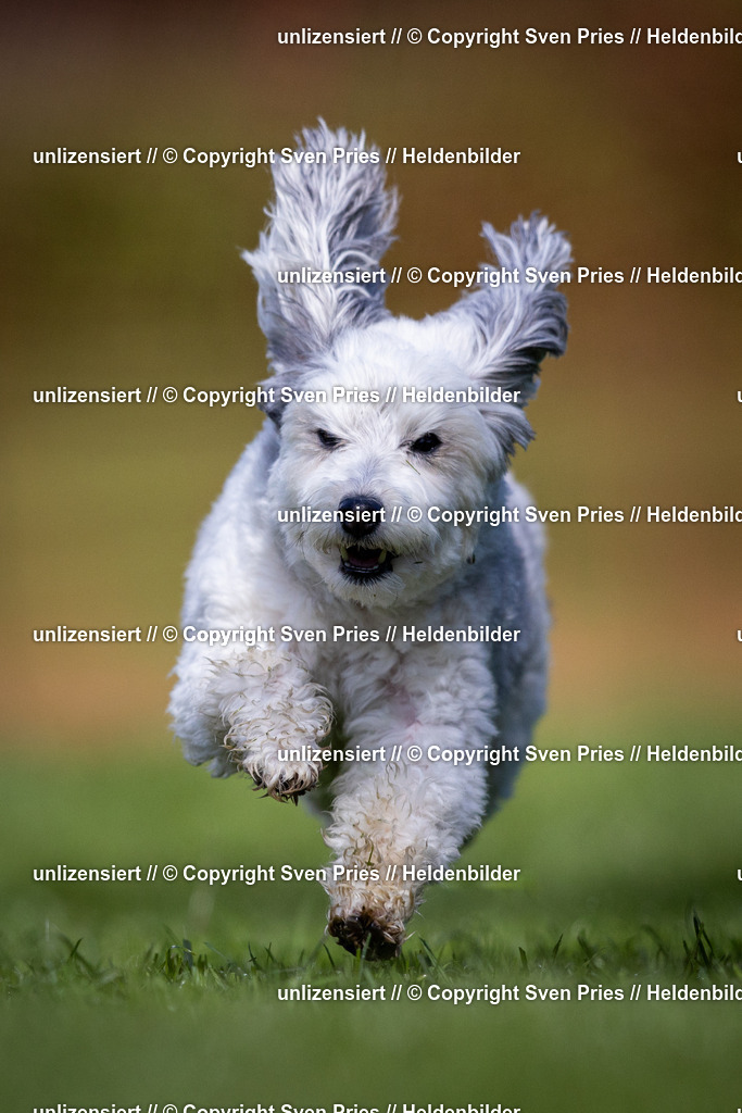 Sven Pries | 2024-04-21 - Hunderennen Baden-Oos
Foto: Sven Pries - Realisiert mit Pictrs.com