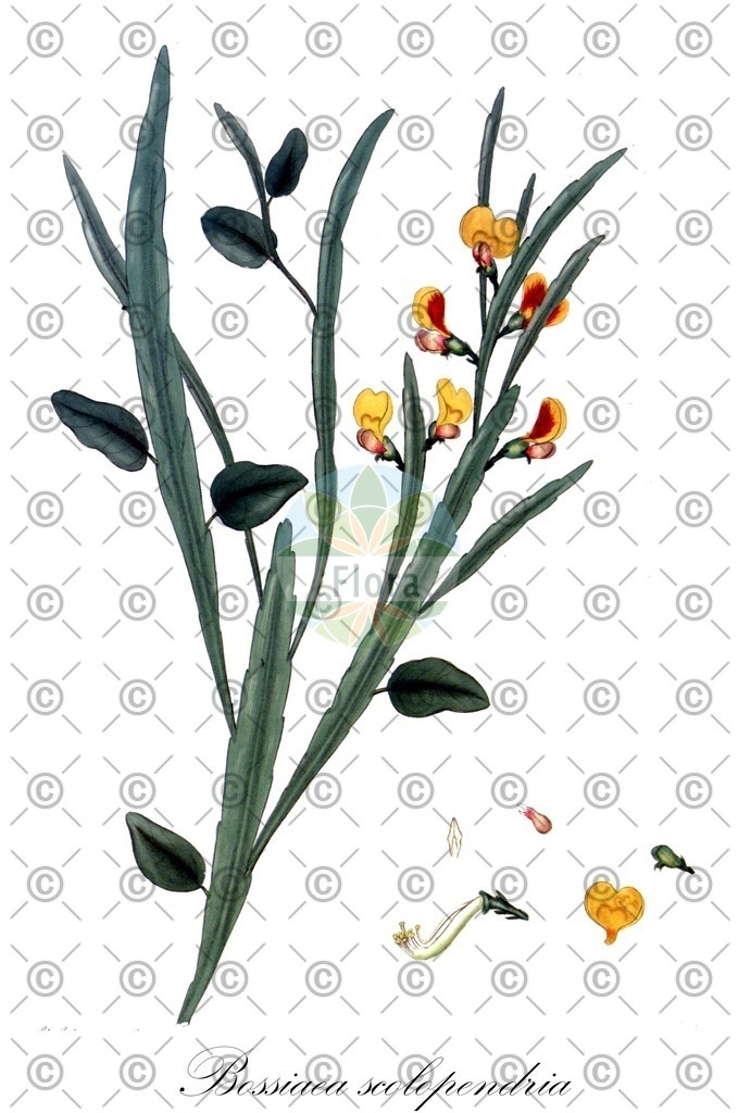 HistAbb_3BSK_1_ENZY_Simple | Historische Abbildung von Bossiaea scolopendria - Fabaceae | Historical Illustration of Bossiaea scolopendria - Fabaceae